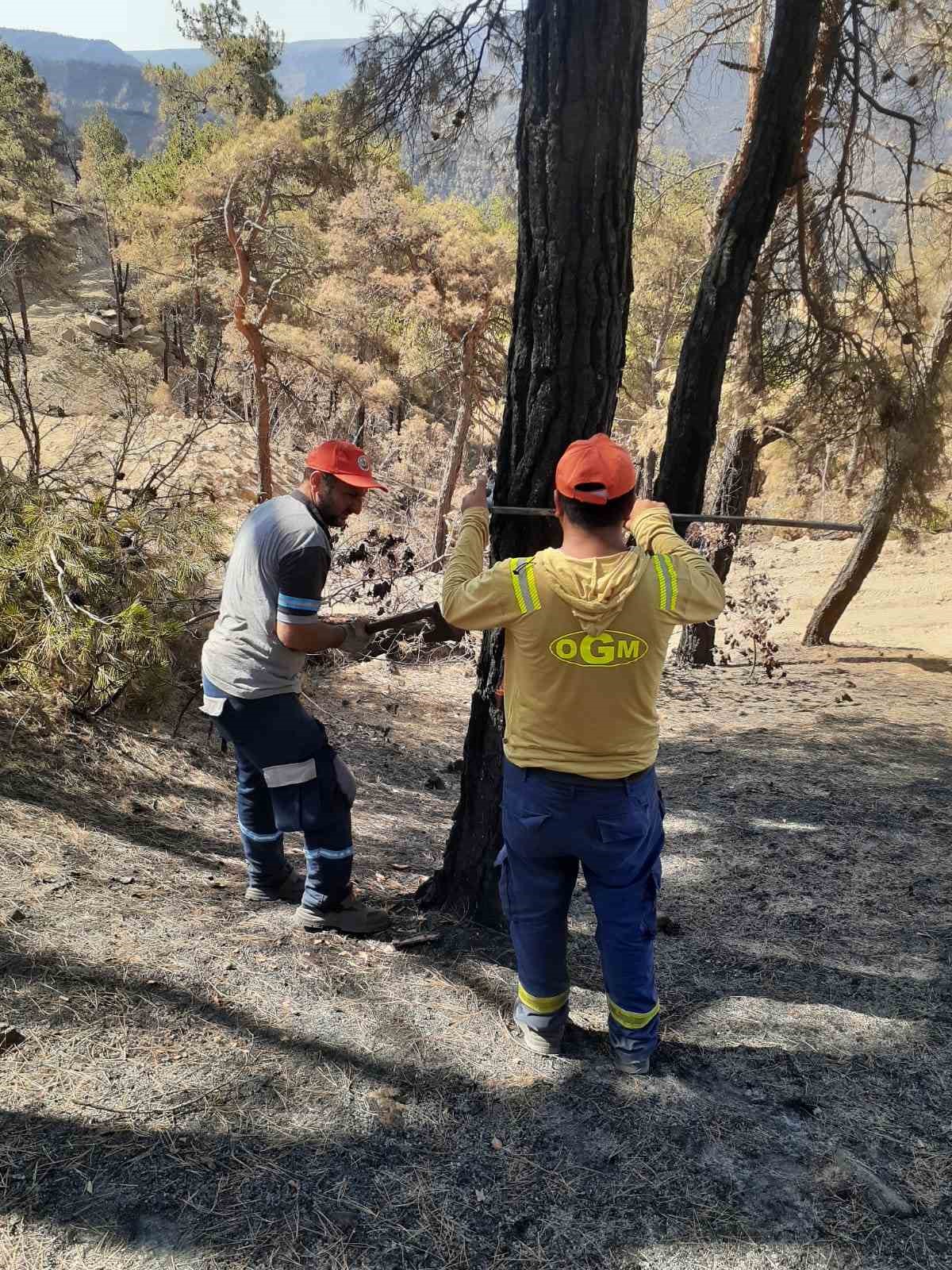 Taraklı&rsquo;da yanan ormanlık alan yeniden hayat bulacak
