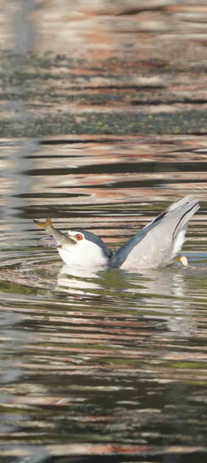 Doğa sanatçısı Taş, Hevsel Bahçelerini objektifine taşımaya devam ediyor