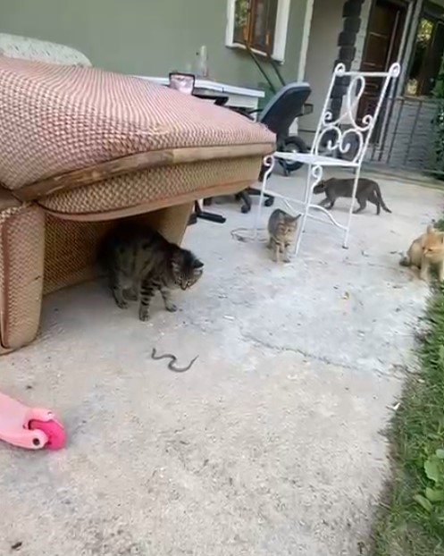 Kedilerin yavru yılanla oyunu kamerada