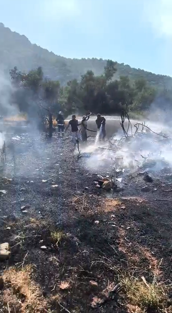 Yalova&rsquo;da zeytinlikte yangın
