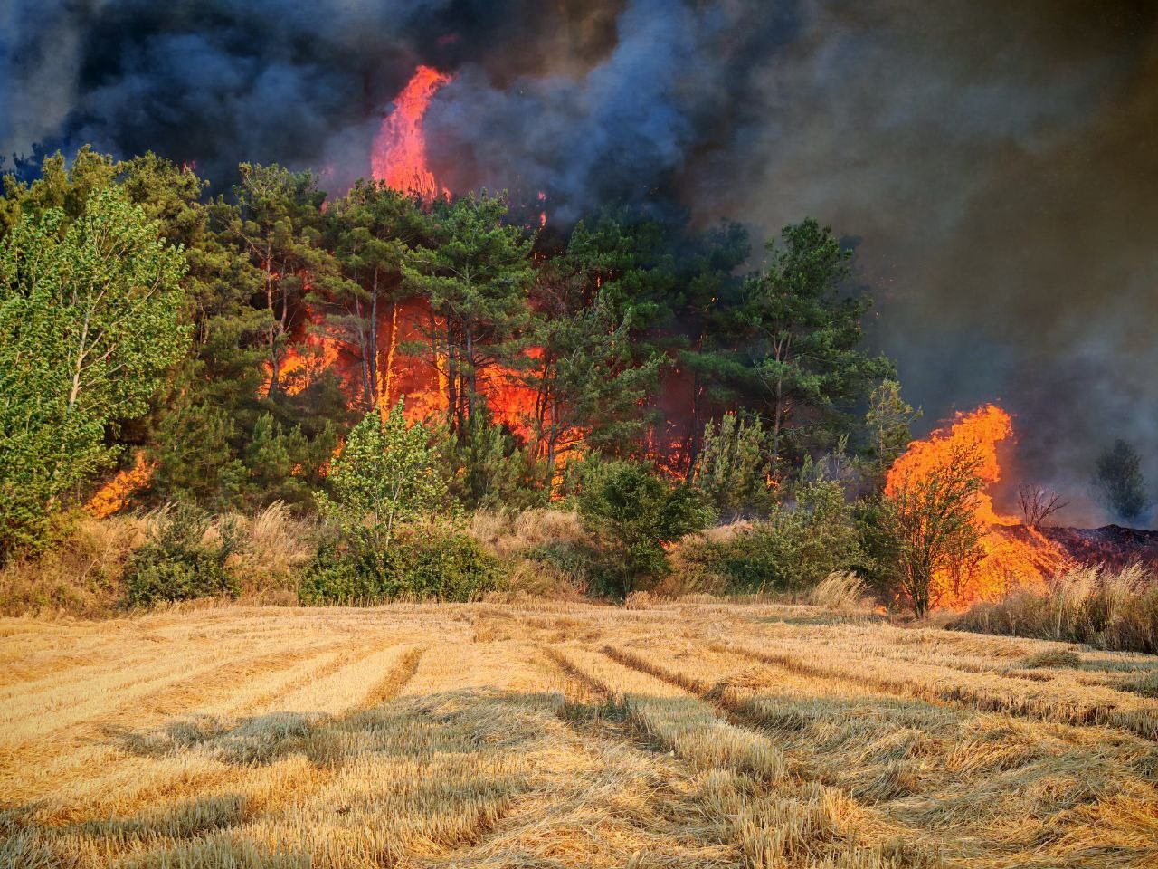 Edirne&rsquo;de orman ve anız yangınında alevler metrelerce y&uuml;kseldi

