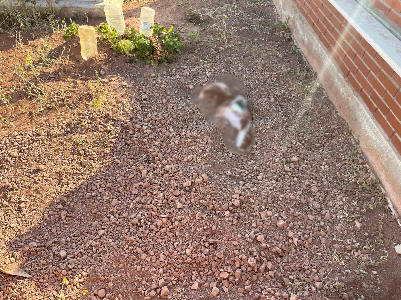 Mezarlığa gömülen köpek leşi ekipleri alarma geçirdi