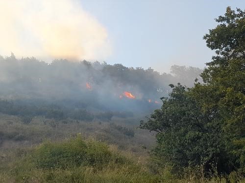 Yalova’da orman yangını