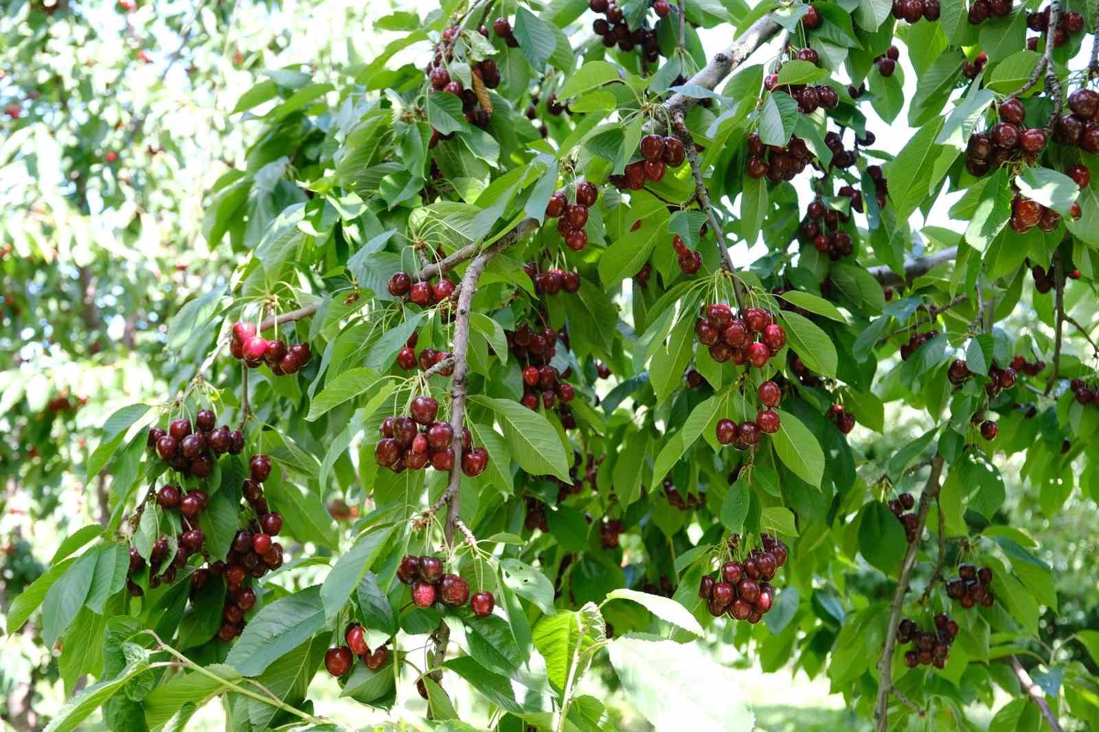 Kirazı zirai don vurdu, rekolte düştü