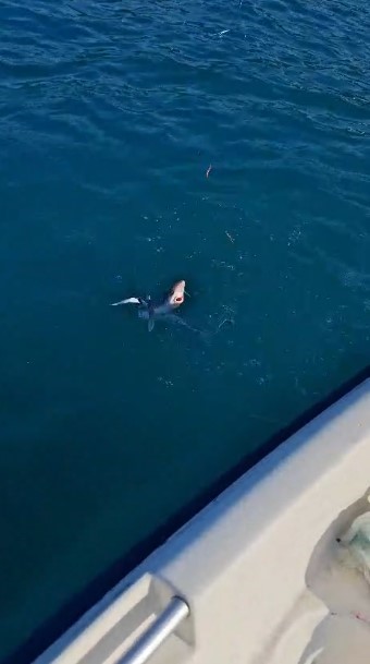 Gençlerin oltasına yavru köpekbalığı takıldı