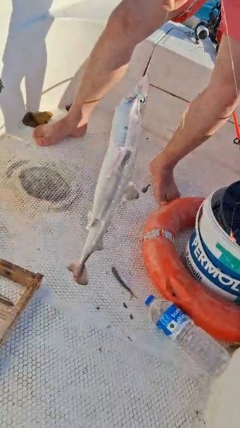 Gen&ccedil;lerin oltasına yavru k&ouml;pekbalığı takıldı
