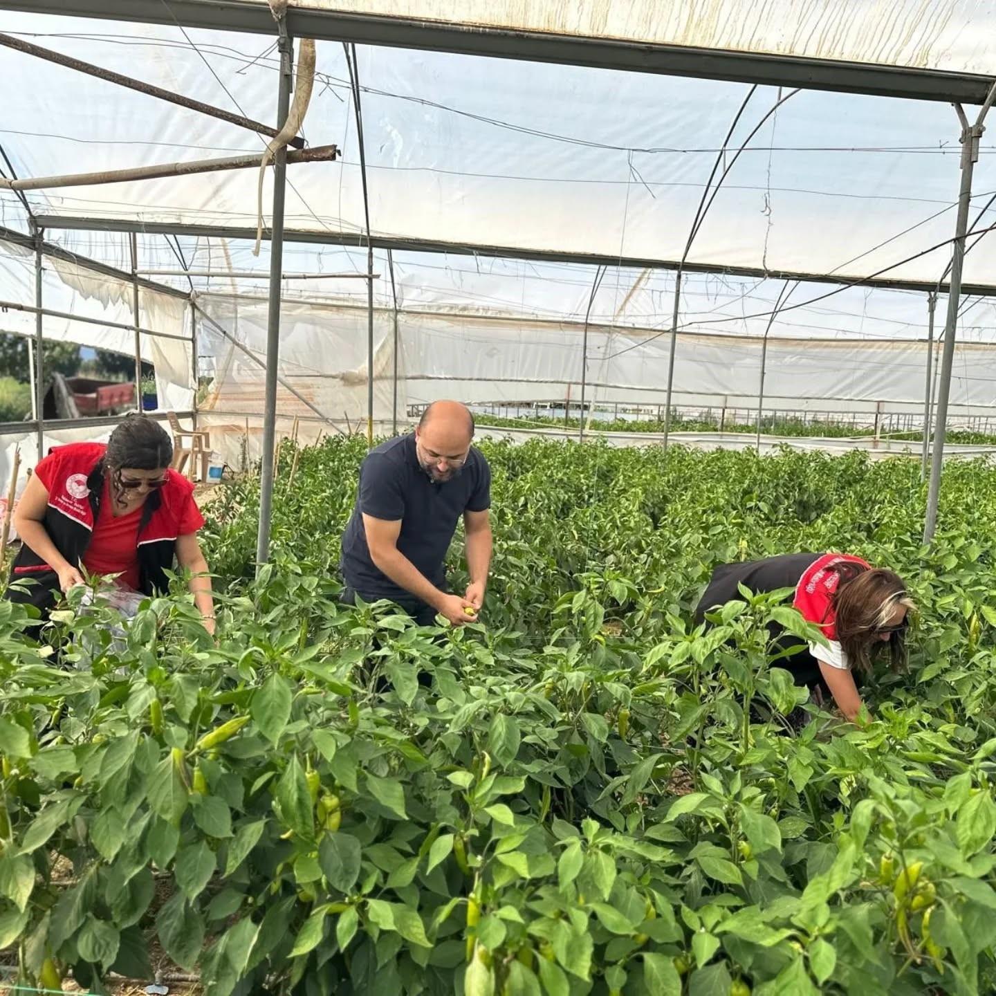 Edremit’te hasat öncesi pestisit numunesi alındı