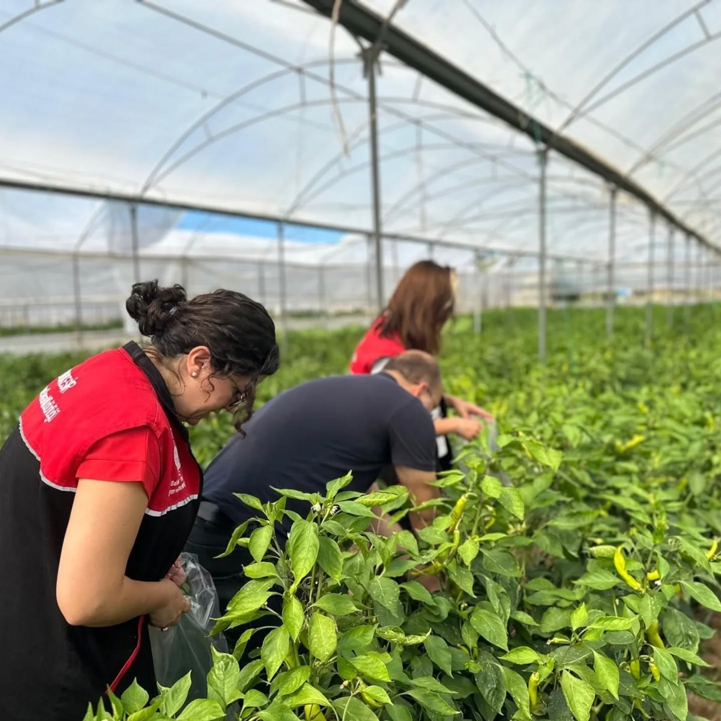 Edremit’te hasat öncesi pestisit numunesi alındı