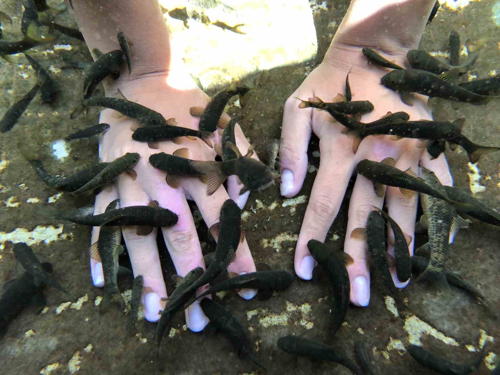 Doktor balıklar, tabiat parkı oldu