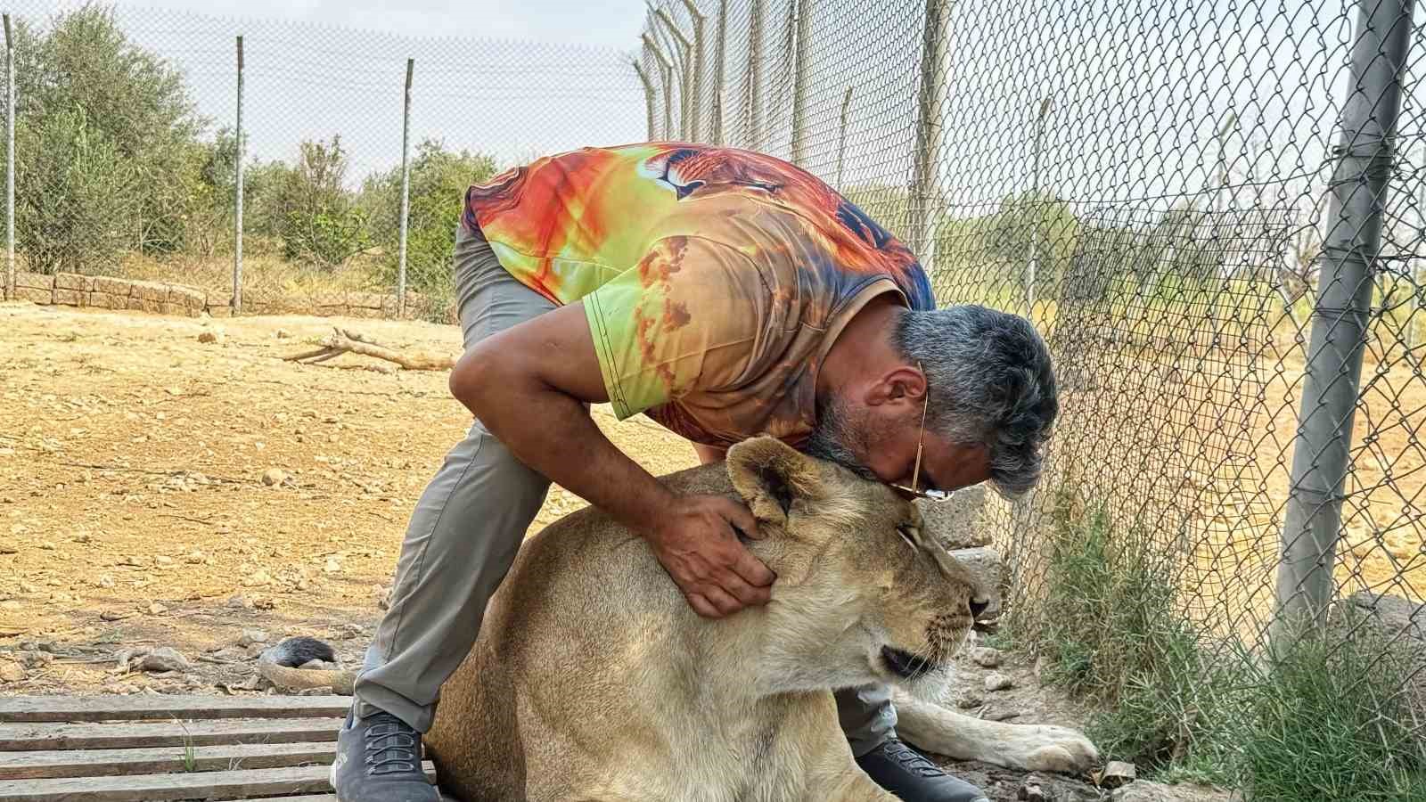 Vahşi hayvanlara olan sevgisini 12 yıldır aslanları besleyerek sürdürüyor