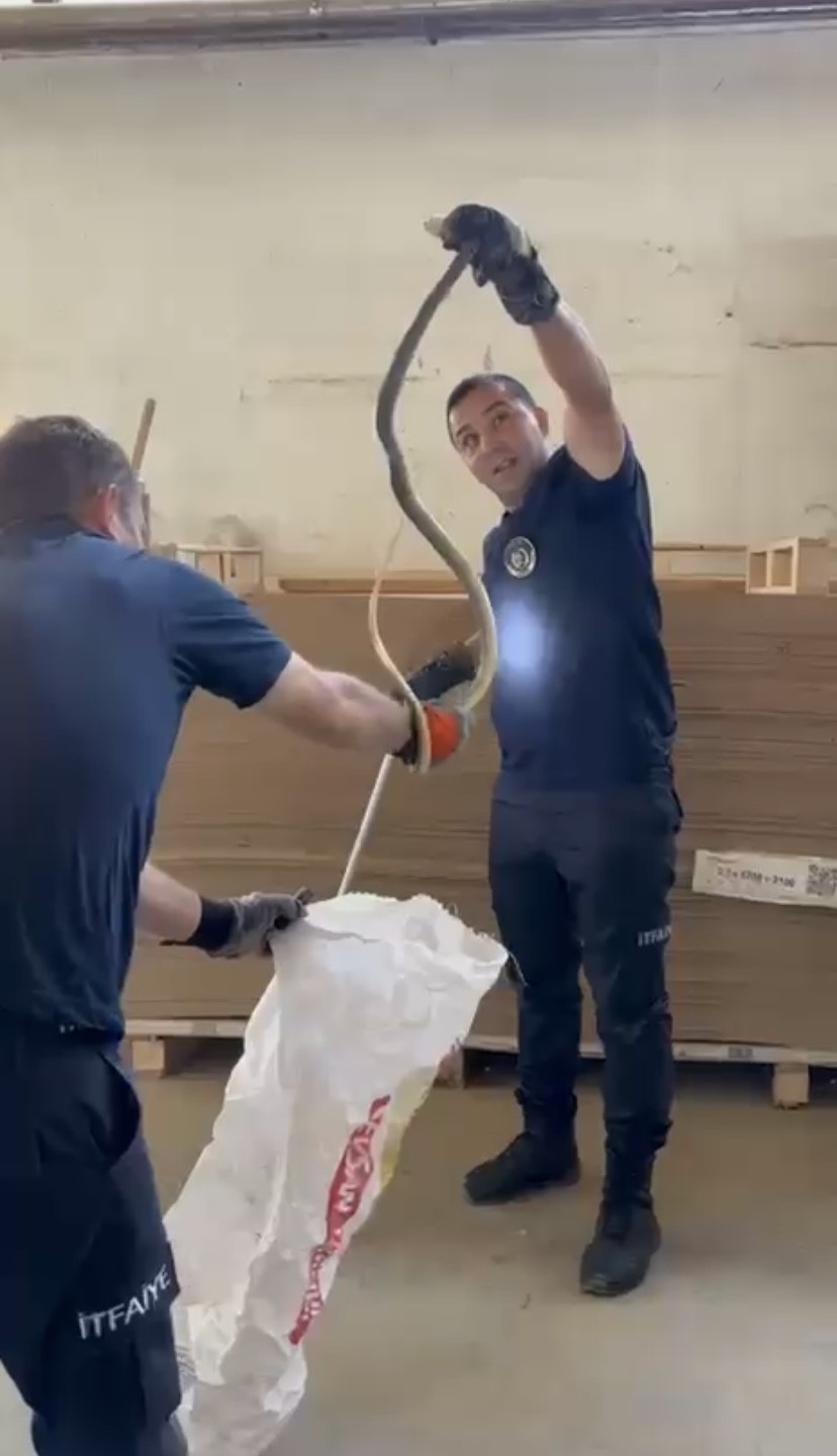 Fabrikada yılan paniği