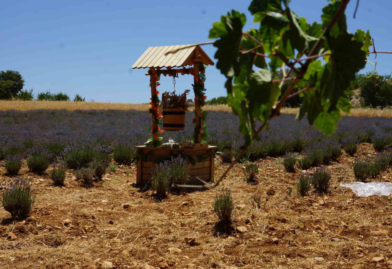 Emekli olup d&ouml;nd&uuml;ğ&uuml; k&ouml;y&uuml;nde lavantadan sonra salep yetiştirmeyi hedeliyor

