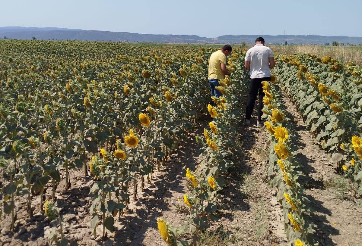 Söke’de ayçiçeği ve pamuk tarlaları incelendi