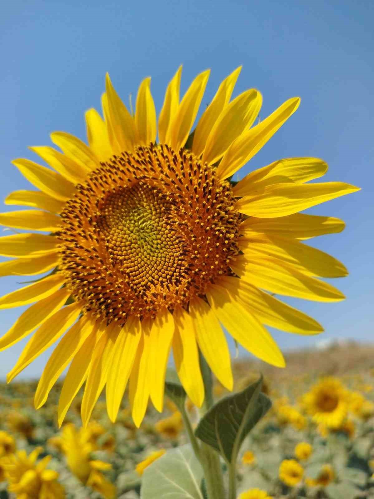 Söke’de ayçiçeği ve pamuk tarlaları incelendi