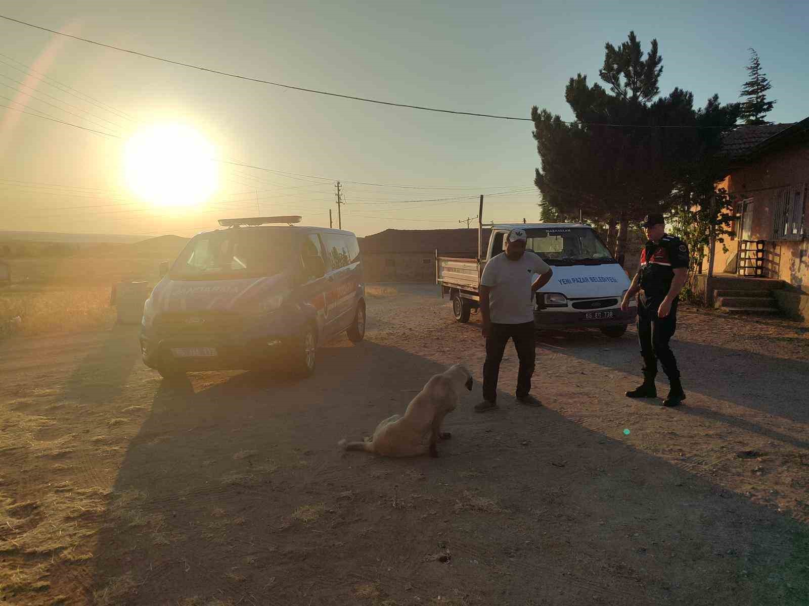 Başıboş köpek küçük çocuğu yaraladı, köpek barınağa götürüldü