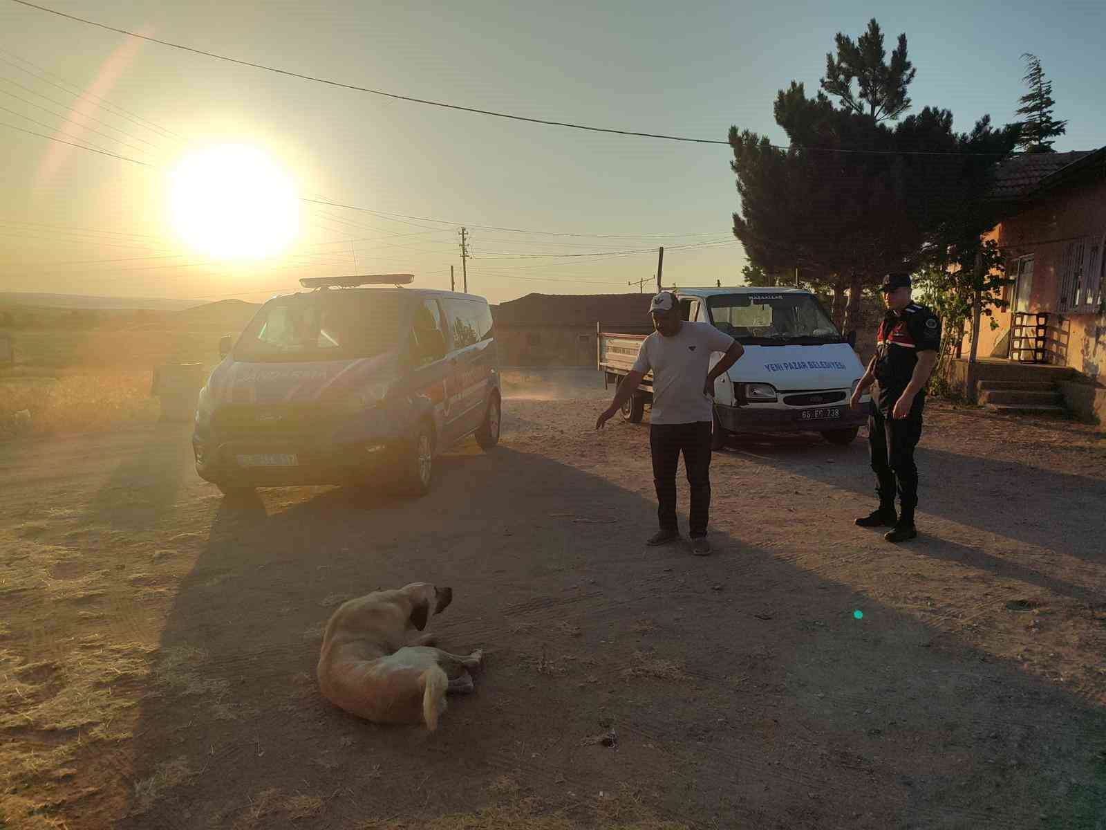 Başıboş k&ouml;pek k&uuml;&ccedil;&uuml;k &ccedil;ocuğu yaraladı, k&ouml;pek barınağa g&ouml;t&uuml;r&uuml;ld&uuml;
