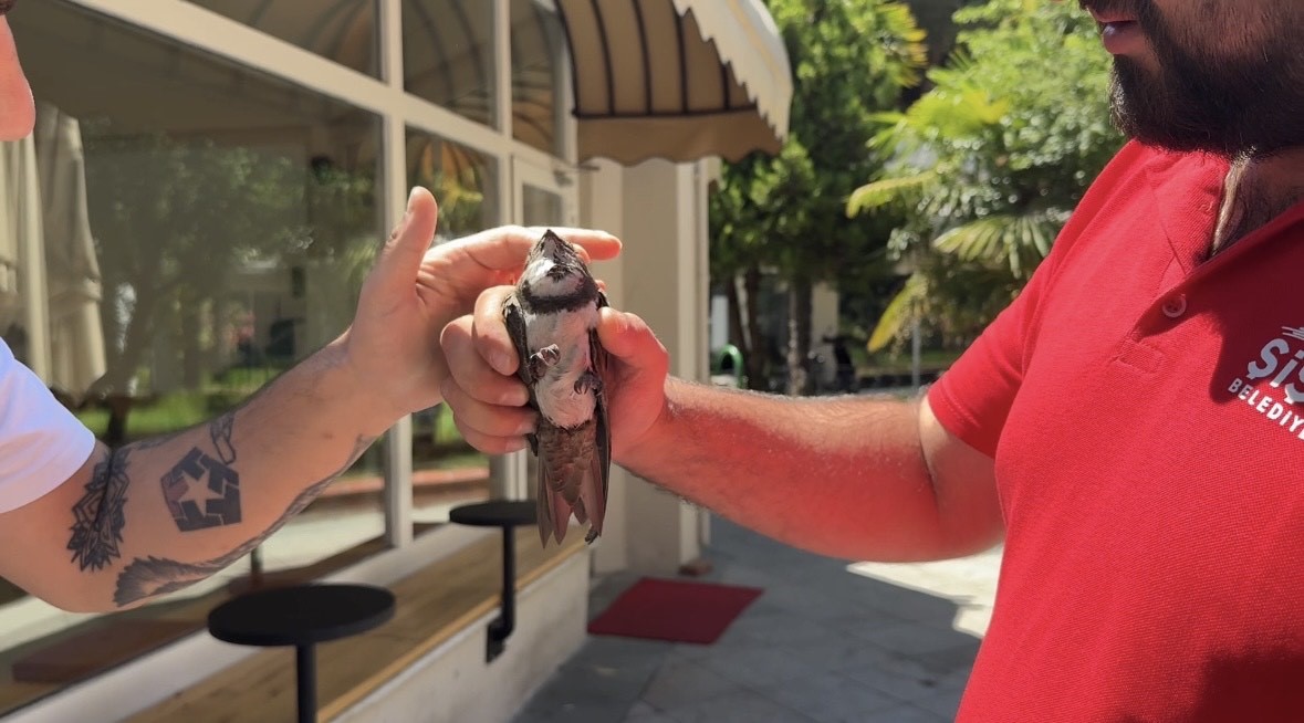 Şişli’de yaralı ebabil kuşuna vatandaşlar sahip çıktı