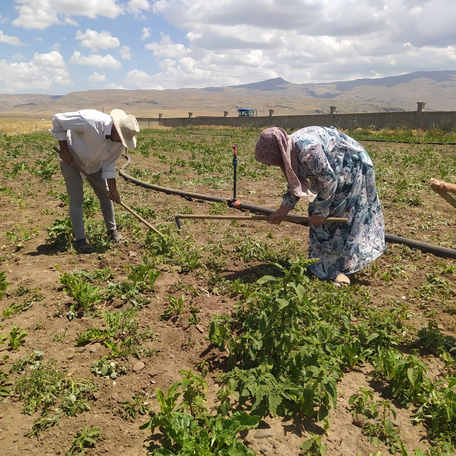 Patnos&rsquo;ta şeker pancarı tarlalarında kadın eli
