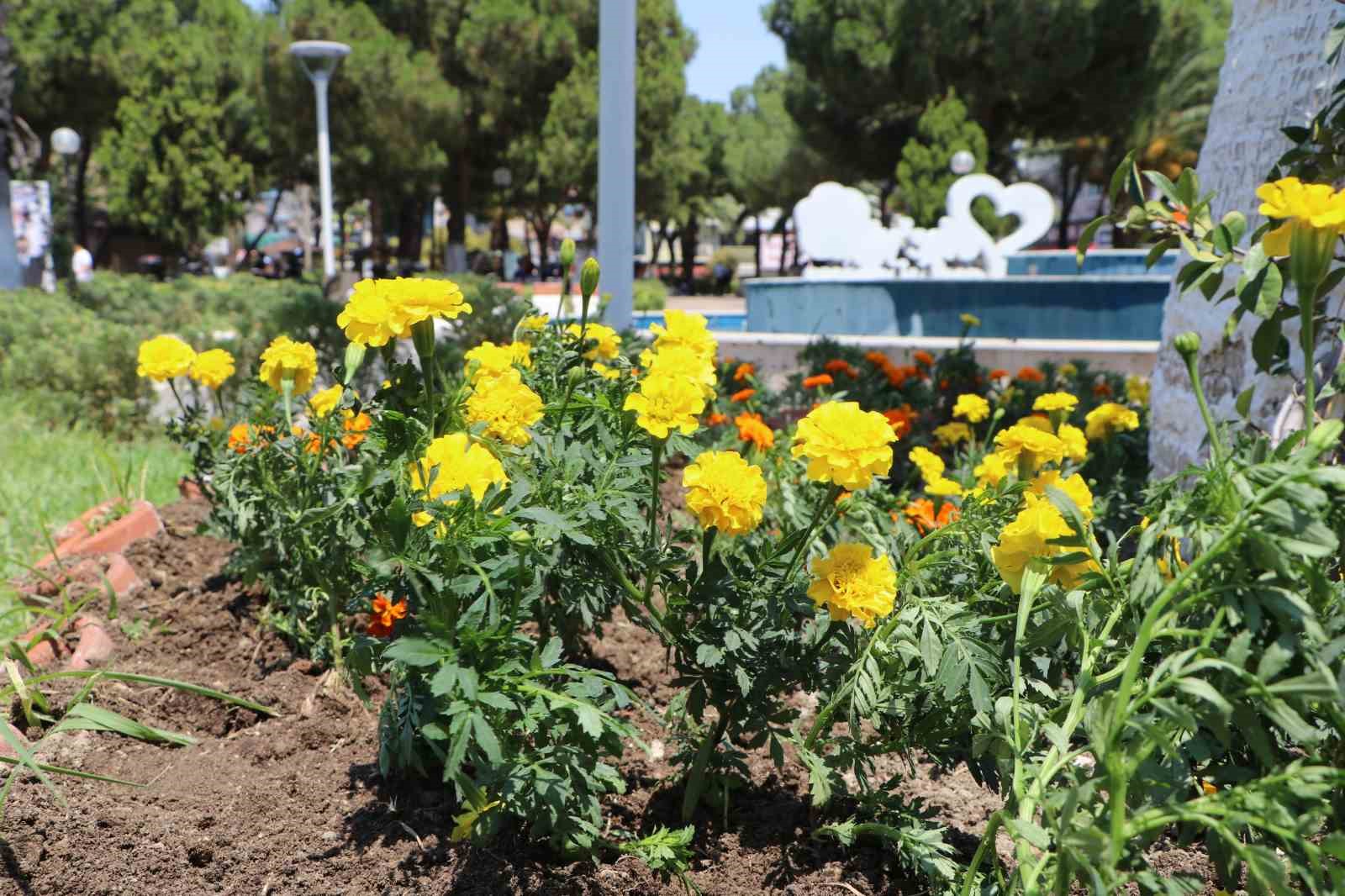 Söke Belediyesi ilçeyi çiçeklerle donatıyor