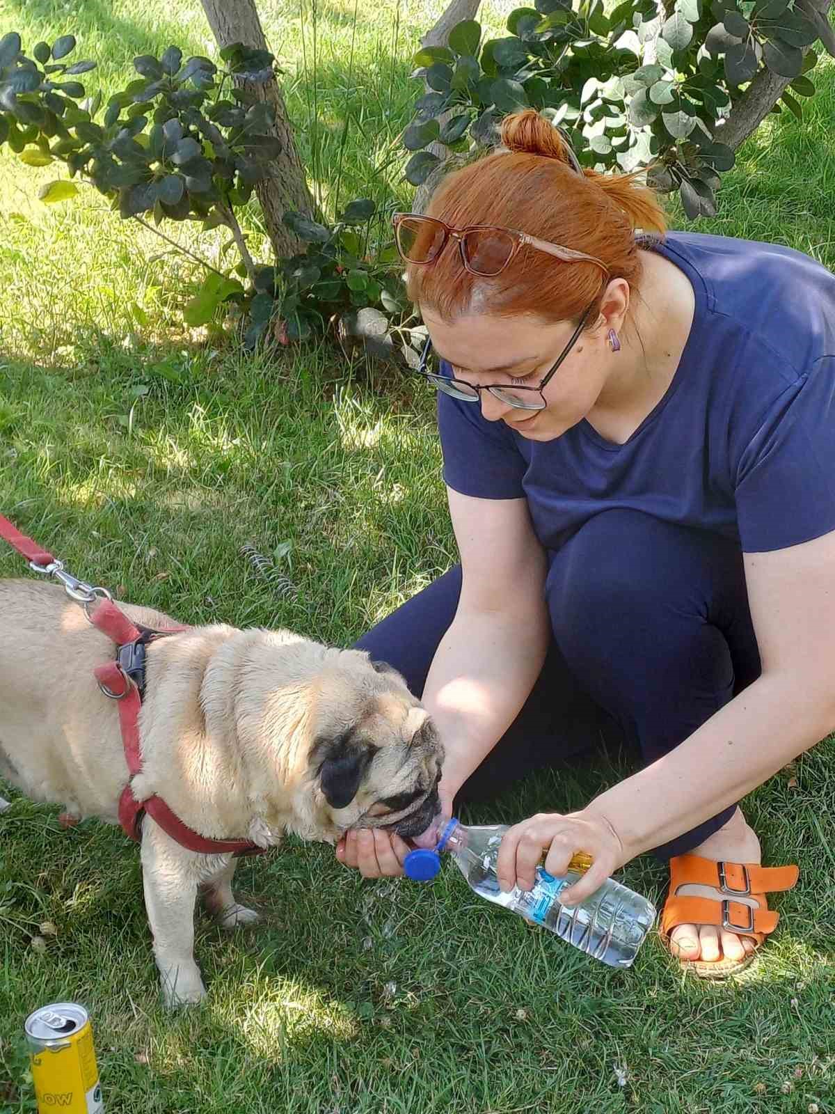 Kırşehir&rsquo;de sokak hayvanları i&ccedil;in farkındalık etkinliği d&uuml;zenlendi
