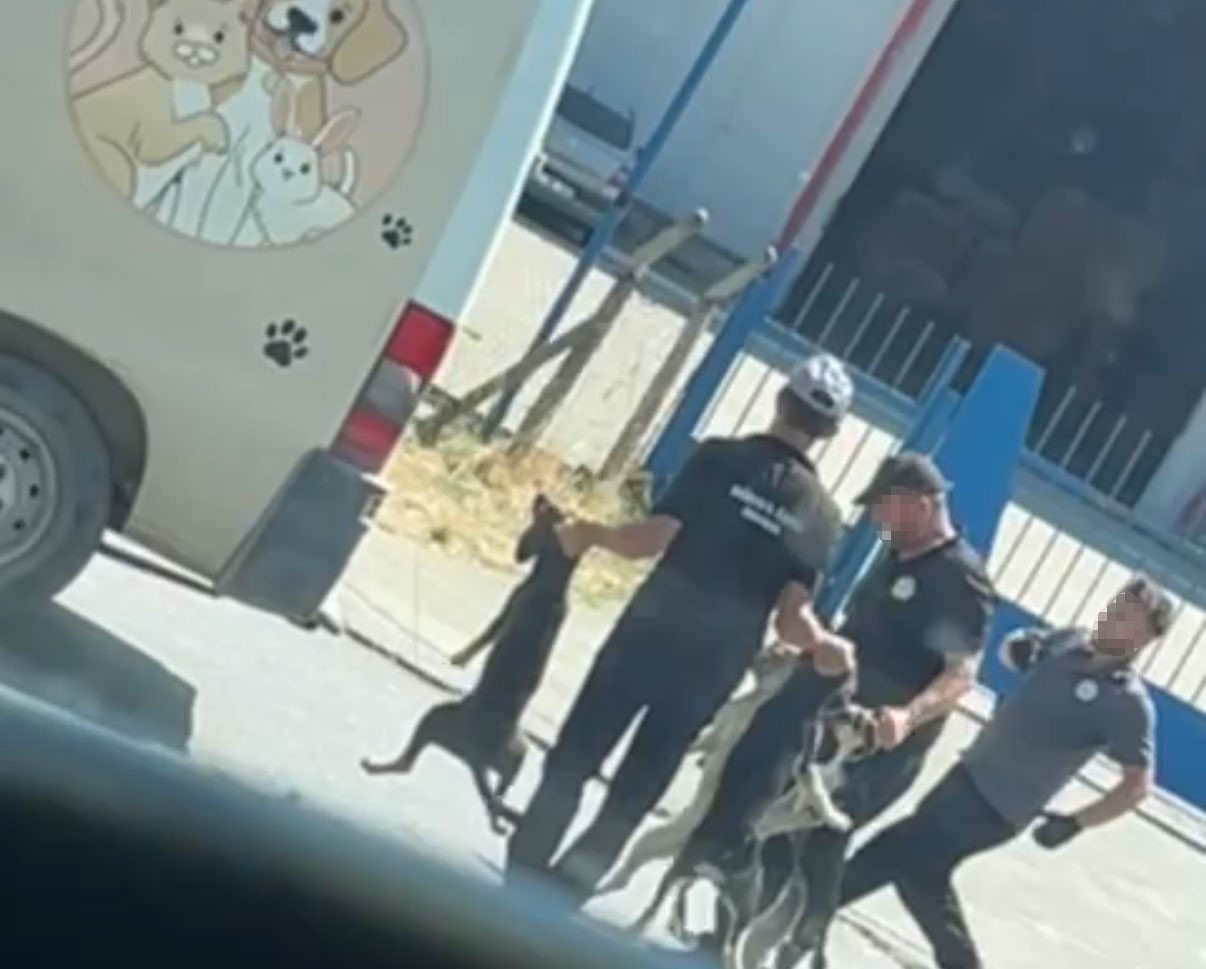 Düzce’de sahipsiz sokak köpeği toplarken özensiz davranış gösteren çalışanlar hakkında soruşturma başlatıldı