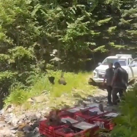 Kene ile m&uuml;cadele timleri doğaya salındı
