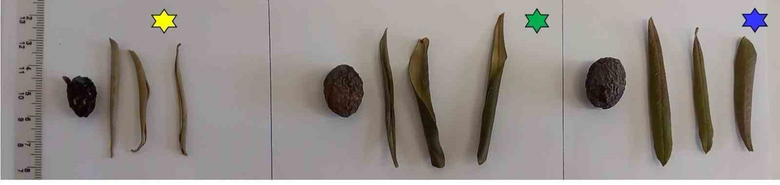 Termik santral &ccedil;evresindeki zeytinlerde ağır metal alarmı
