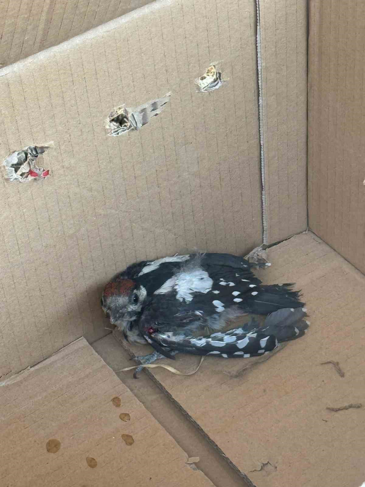 Bursa’da yaralı ağaçkakan tedavi altına alındı