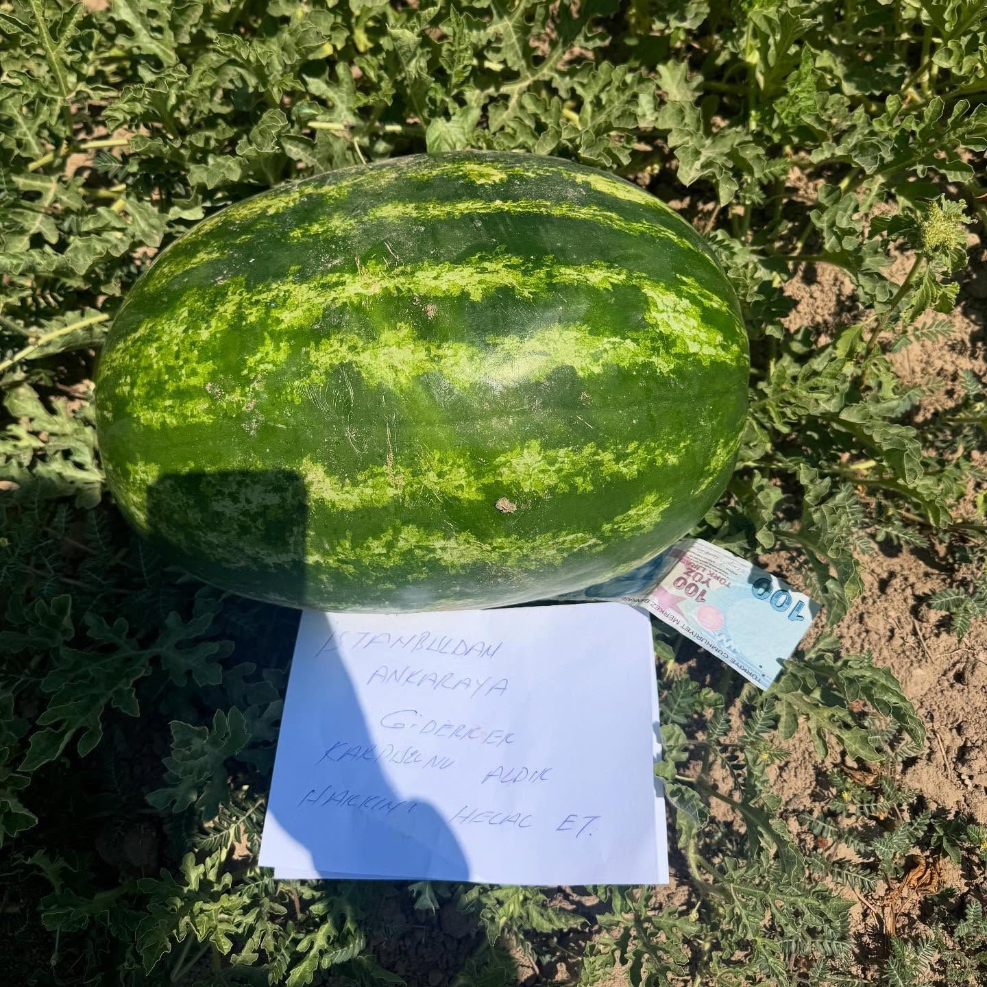 Karpuz üreticisi tarlasında gördüğü not karşısında duygulandı