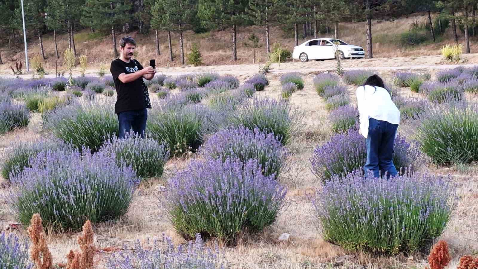 Simav G&ouml;lc&uuml;k Yaylasındaki lavanta bah&ccedil;esi doğal st&uuml;dyo alanı haline geldi
