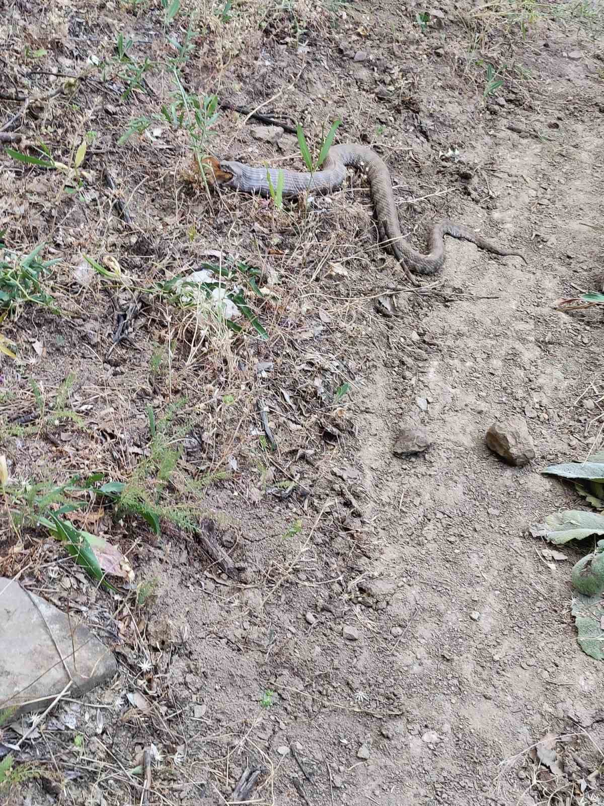 Koca engerek, sincabı yuttu
