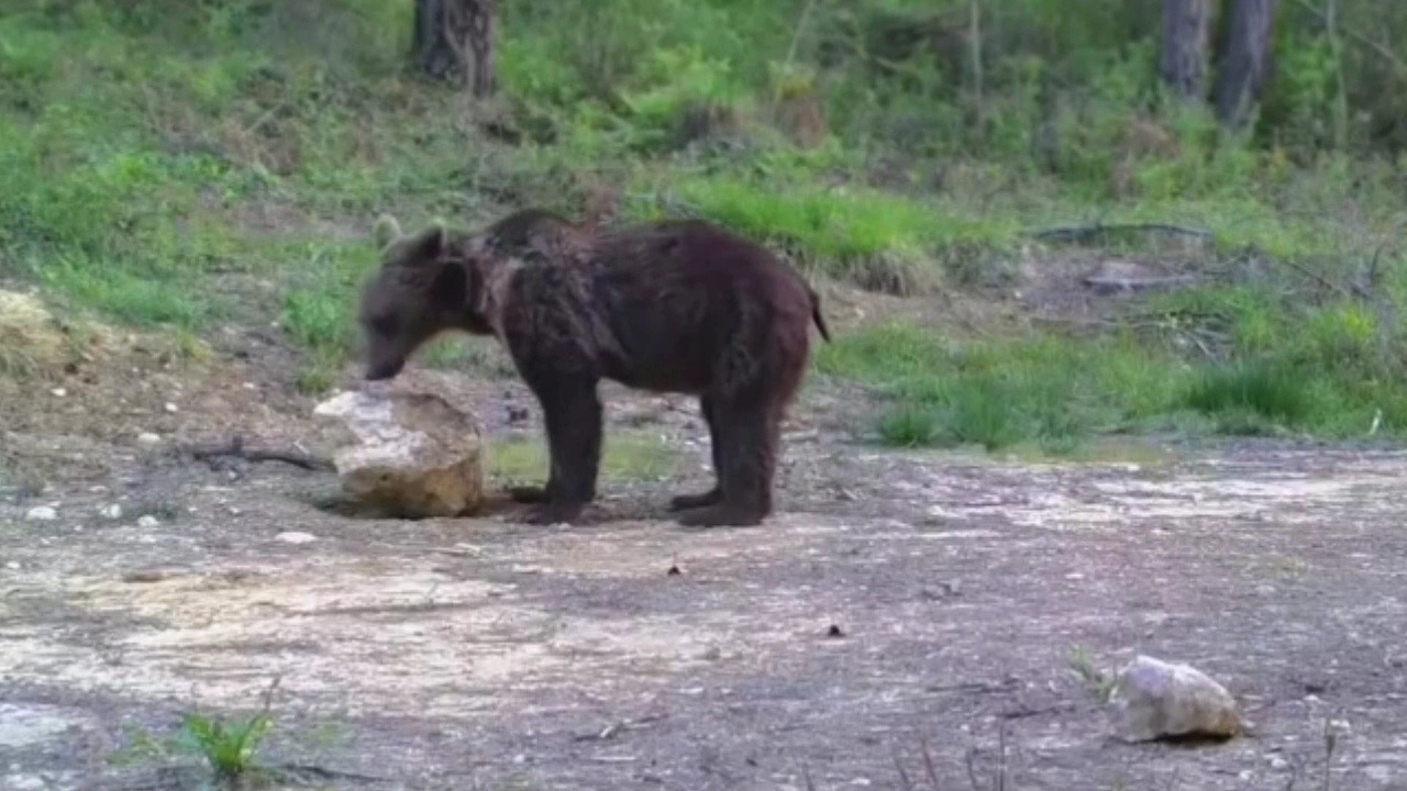 Karabük’te yiyecek arayan yaban hayvanları fotokapanla görüntülendi