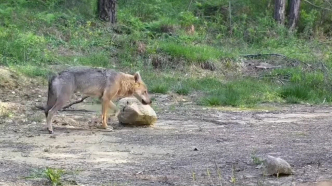 Karab&uuml;k&rsquo;te yiyecek arayan yaban hayvanları fotokapanla g&ouml;r&uuml;nt&uuml;lendi
