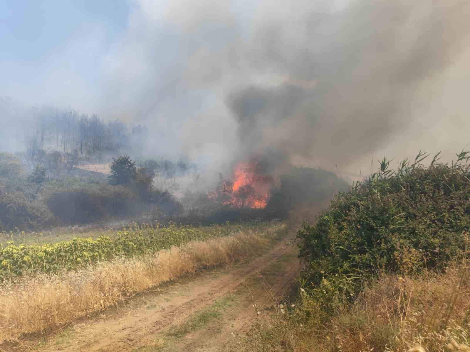 Tekirdağ’da orman yangını