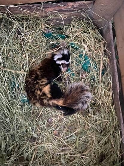 Muş’ta nesli tehlike altındaki ‘alaca sansar’ görüntülendi