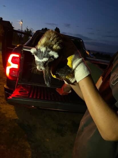 Muş&rsquo;ta nesli tehlike altındaki &lsquo;alaca sansar&rsquo; g&ouml;r&uuml;nt&uuml;lendi
