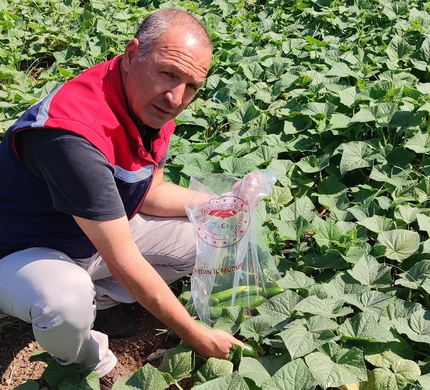 Hasat öncesi salatalık pestisit kontrolü yapıldı