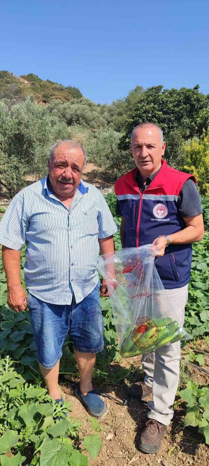 Hasat &ouml;ncesi salatalık pestisit kontrol&uuml; yapıldı
