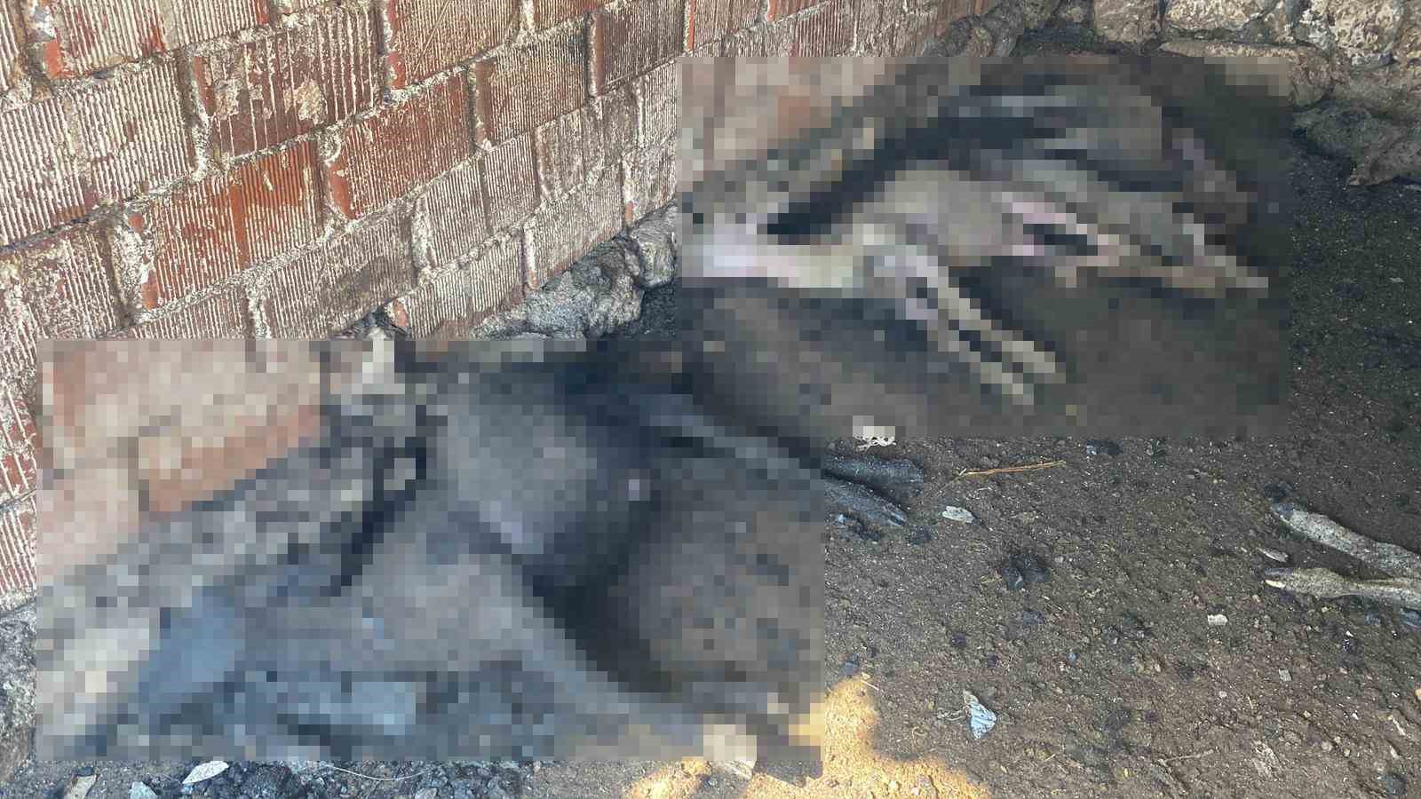 Çanakkale’de çıkan orman yangınında damlar yandı, hayvanlar telef oldu