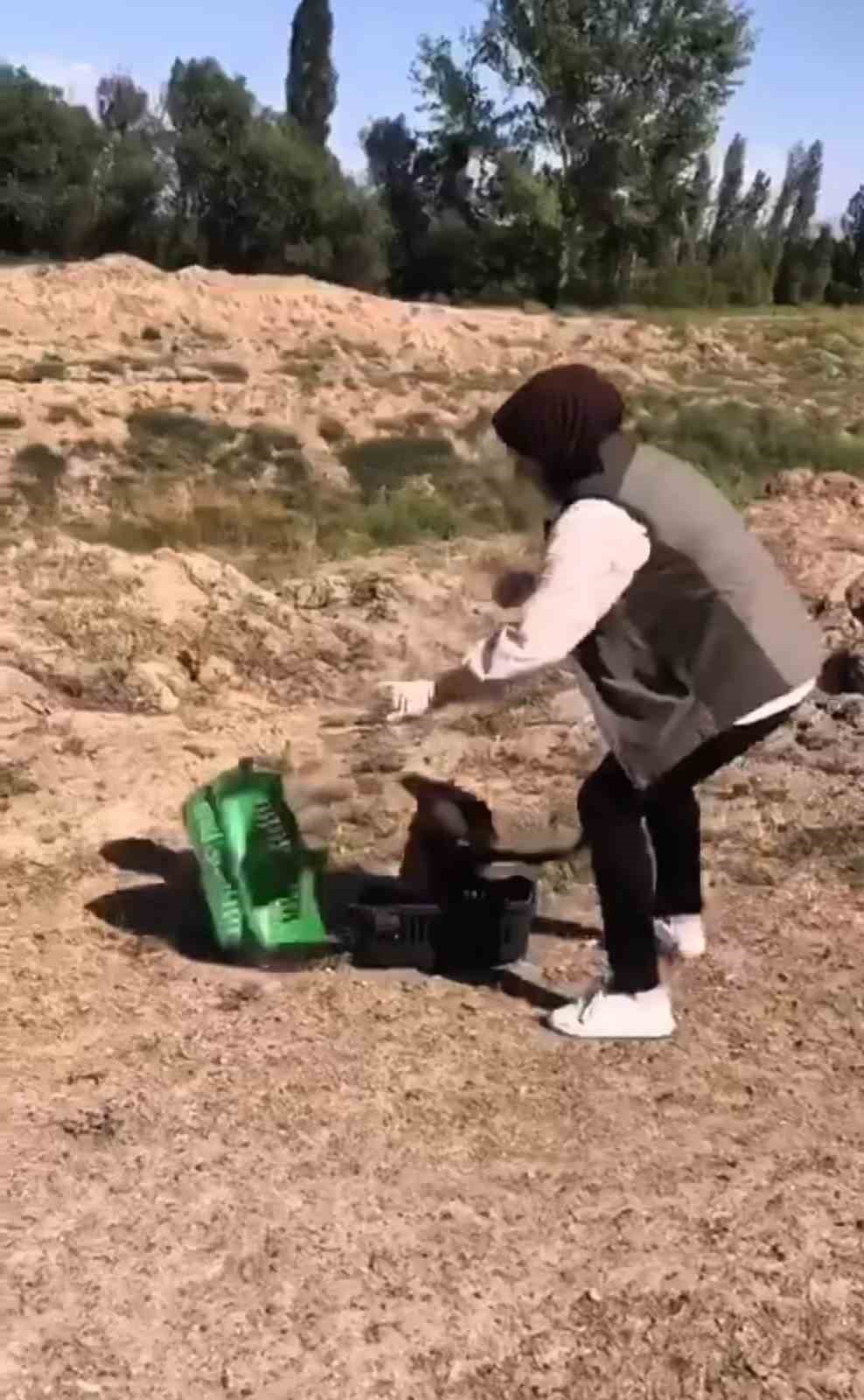 Kızıl şahin tekrar doğaya kavuştu