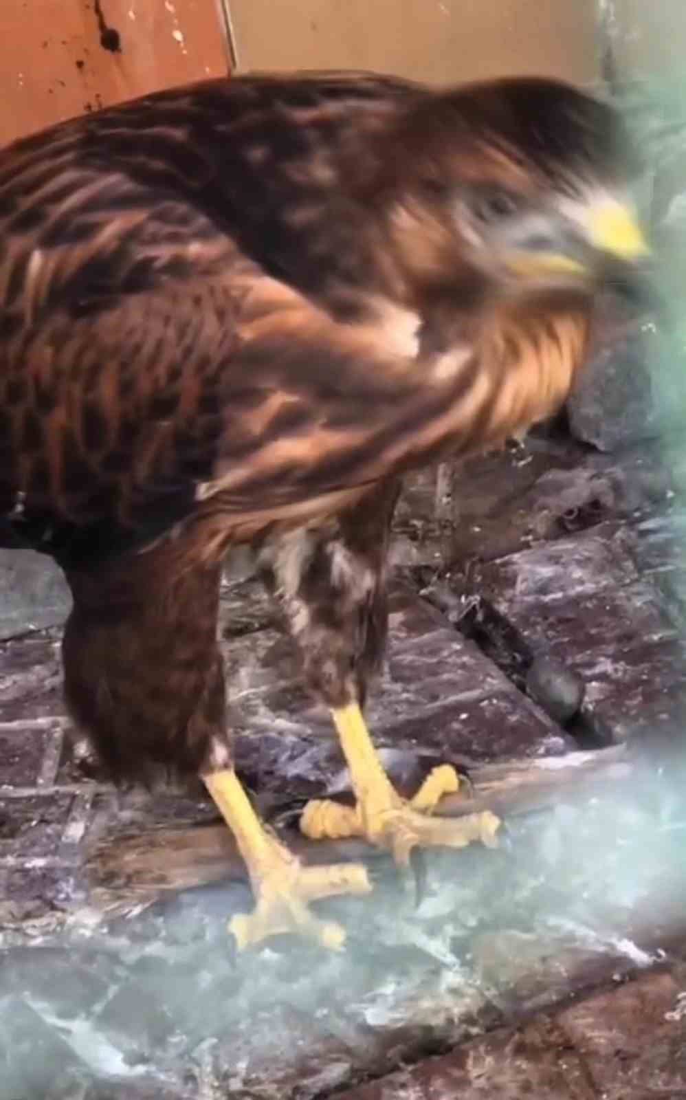 Kızıl şahin tekrar doğaya kavuştu