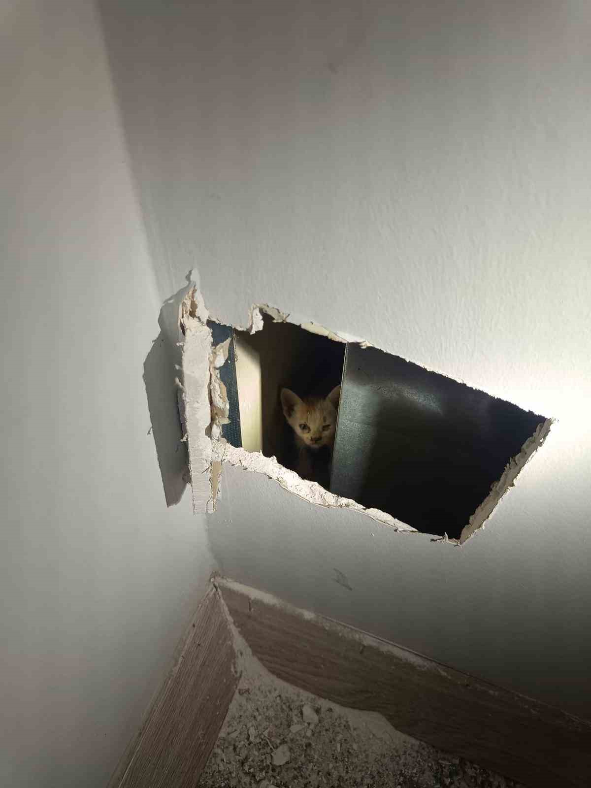 Mardin’de havalandırma boşluğuna düşen yavru kediler kurtarıldı