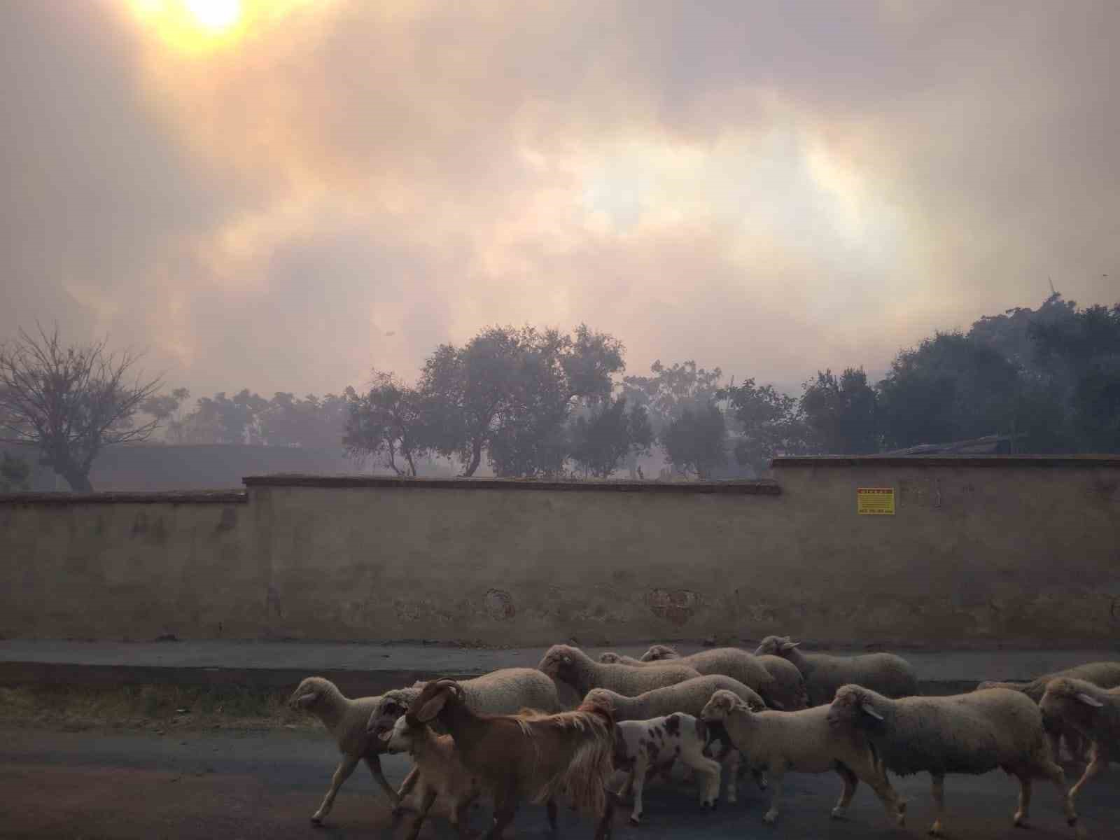 Tekirdağ Şarköy’deki orman yangınına havadan ve karadan müdahale sürüyor