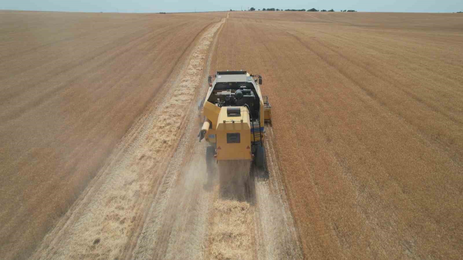 Kurak yıla rağmen umut veren hasat: Verimde yüzde 30 artış