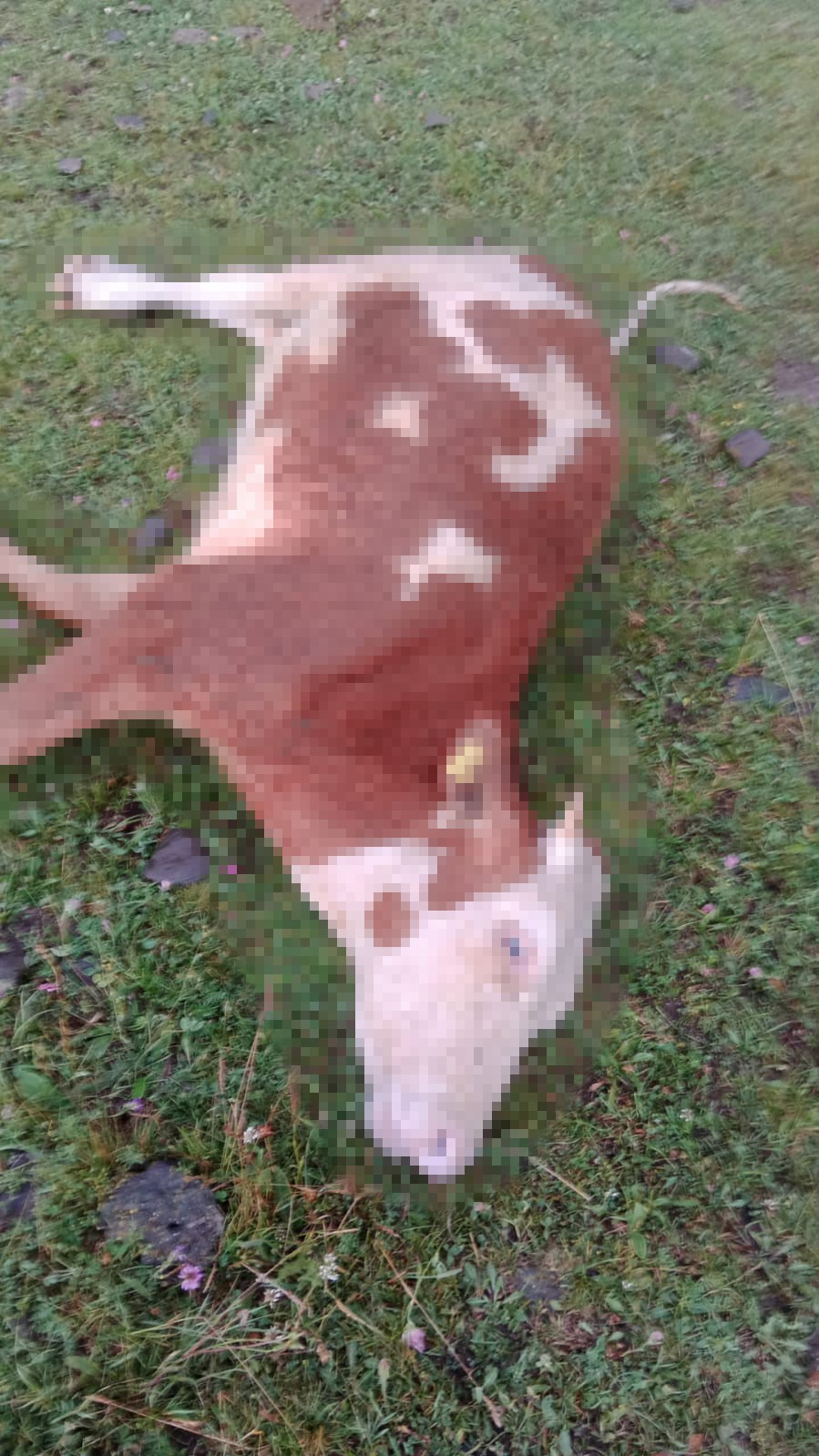 Ardahan’da yıldırım düştü, 5 inek telef oldu