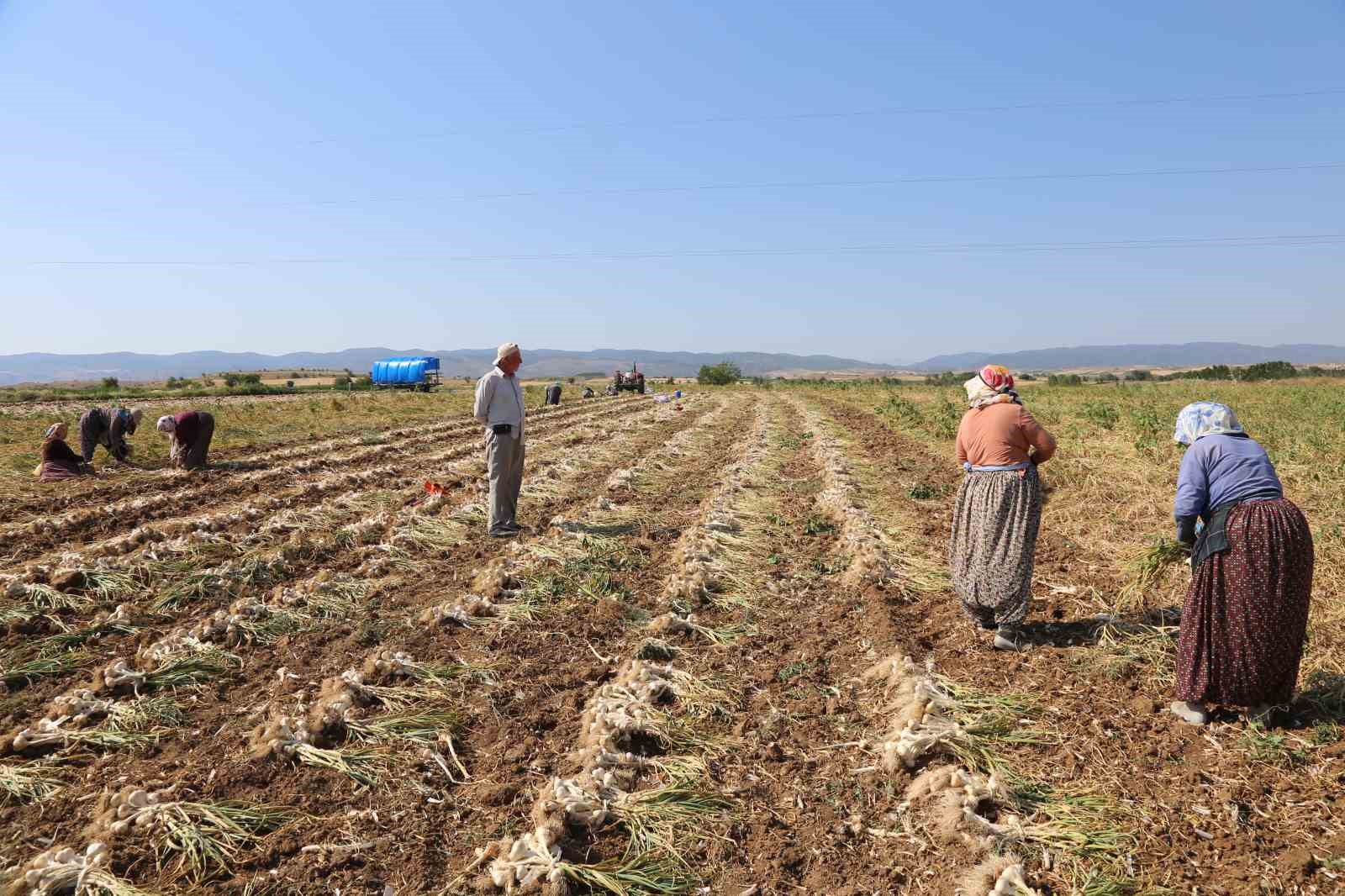 Kadın işçilerin kavurucu sıcakta zorlu Taşköprü sarımsağı mesaisi