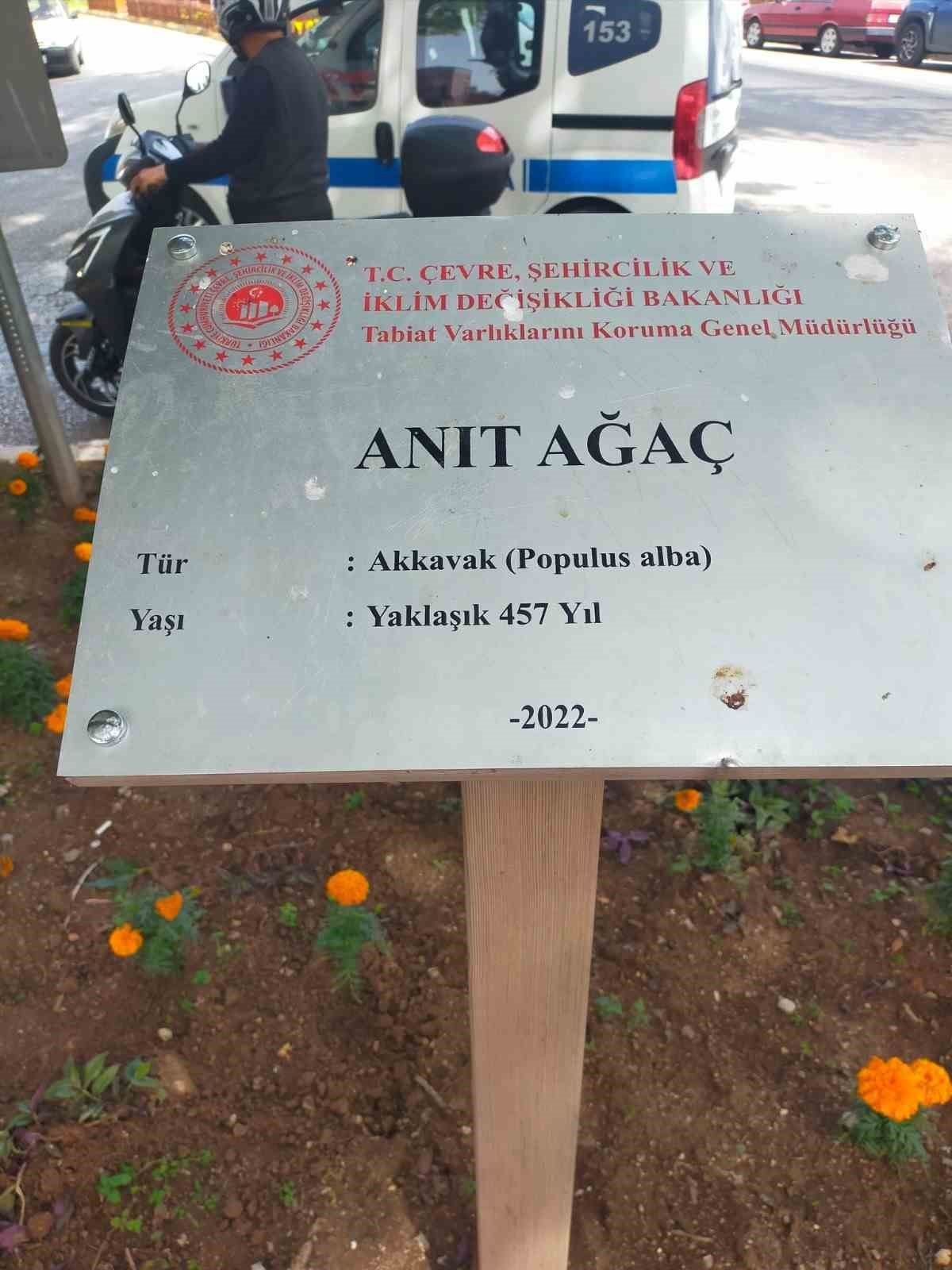 457 yıllık anıt ağacı Akkavak kökünden devrildi, facianın eşiğinden dönüldü