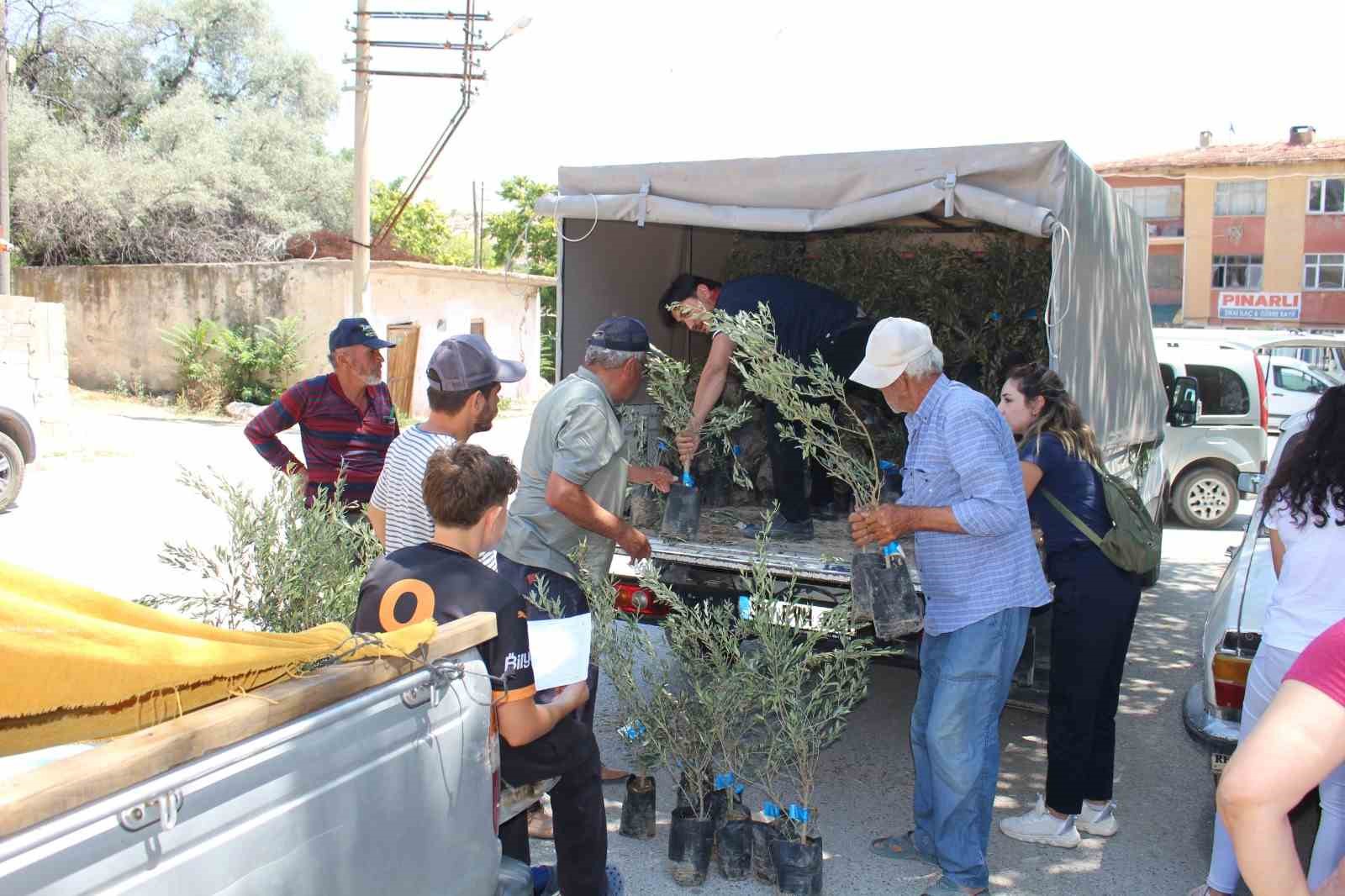 B&uuml;y&uuml;kşehir&rsquo;den 19 il&ccedil;eye 40 bin zeytin fidanı desteği
