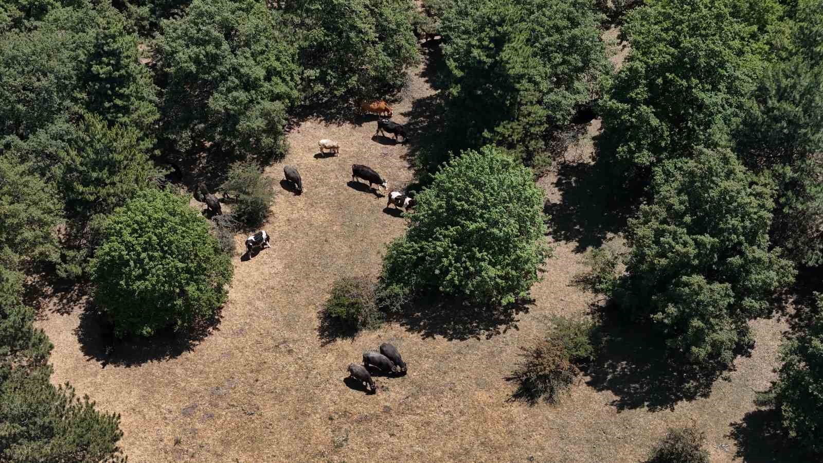 İnönü’deki manda yetiştiricileri kaliteli ve doğal ürünler için her gün hayvanları ile kilometrelerce yürüyor