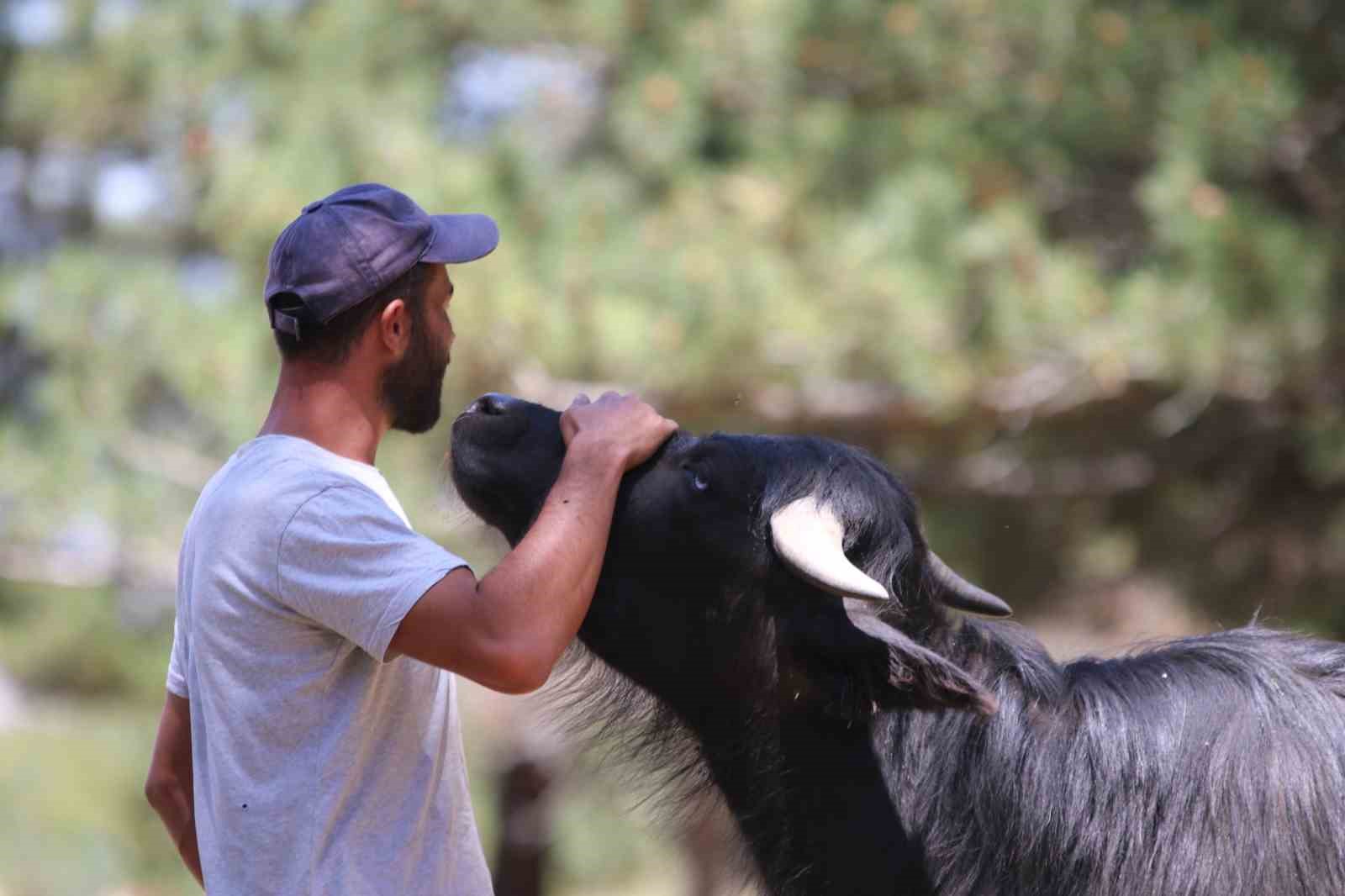 İn&ouml;n&uuml;&rsquo;deki manda yetiştiricileri kaliteli ve doğal &uuml;r&uuml;nler i&ccedil;in her g&uuml;n hayvanları ile kilometrelerce y&uuml;r&uuml;yor
